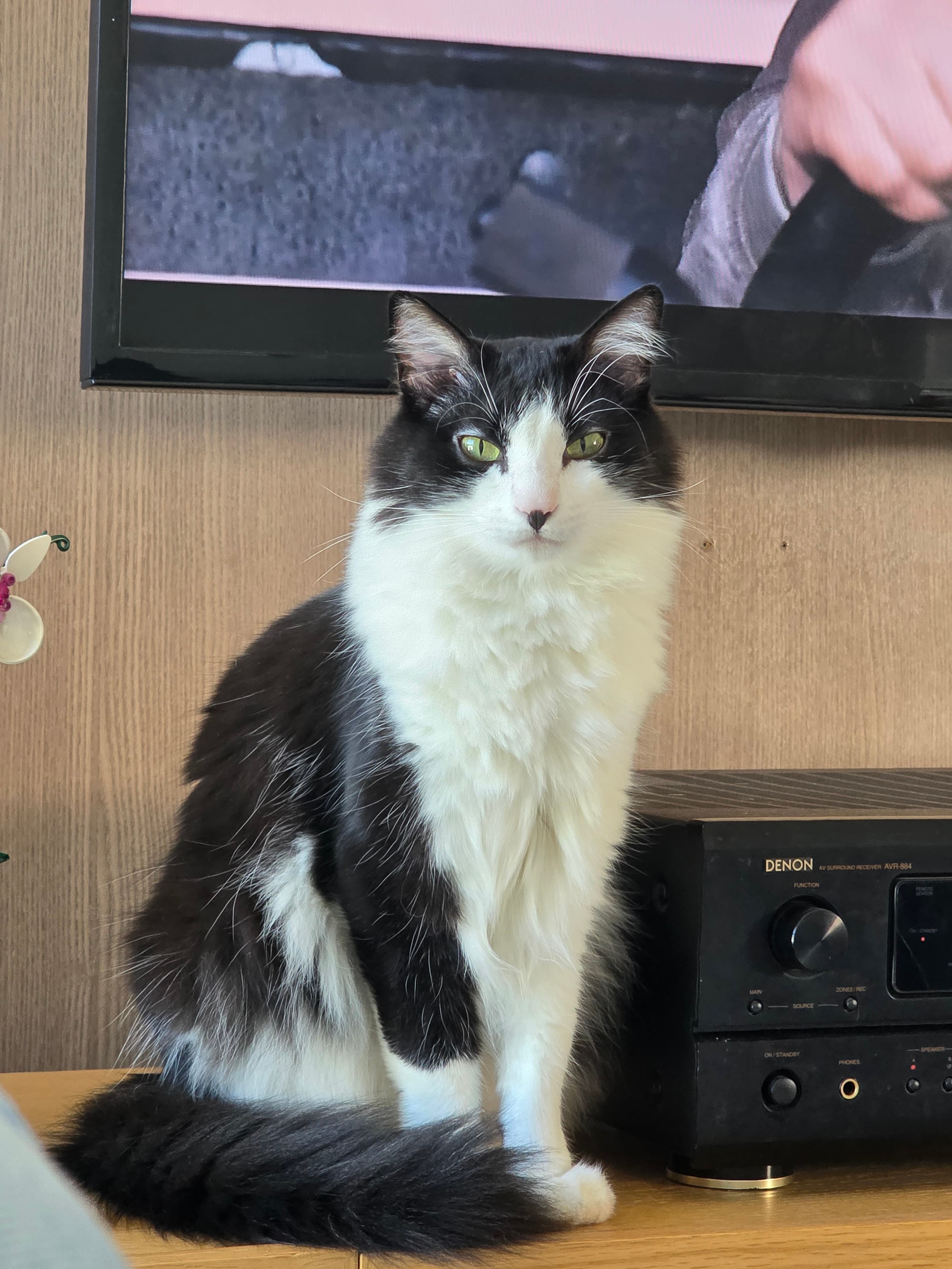 Foto 16 de Fernanda e Pedro